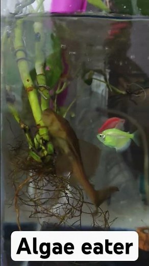 How To Keep Your Tank Clean//Algae Cleaner//Algae Eater#aquarium #fishkeepinghobby #algae#cleaning