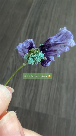 Ever seen a butterfly mate, lay eggs, and hatch? It’s something out of a fairytale, and I probably have 1000 caterpillars now. 🦋 From 11 caterpillars to hundreds of eggs: here's what actually happened. Painted ladies go through complete metamorphosis: egg → caterpillar → chrysalis → butterfly. But what most people don't show you is what happens after they hatch. Once they emerge, their wings are crumpled and they release a red liquid called meconium… it looks alarming, but my app let me know it