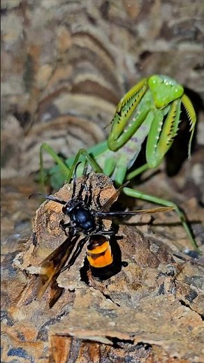 Praying Mantis Eating a Wasp #mantis #wasp
