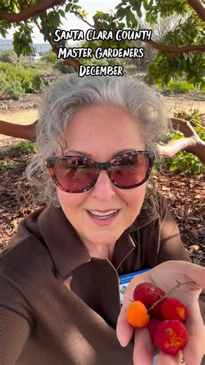 Meet the Marina strawberry tree (Arbutus ‘Marina’) 🌳 A great choice for Santa Clara County gardens. This evergreen beauty offers year-round interest. It’s drought tolerant once established and has real benefits for wildlife: nectar for pollinators, fruit for birds, and dense cover for small animals. A low-maintenance tree that works hard in home landscapes. #ucmastergardener #ucanr #droughttoleranttrees #marinastrawberrytree #waterwisegardening | UC Master Gardeners of Santa Clara County