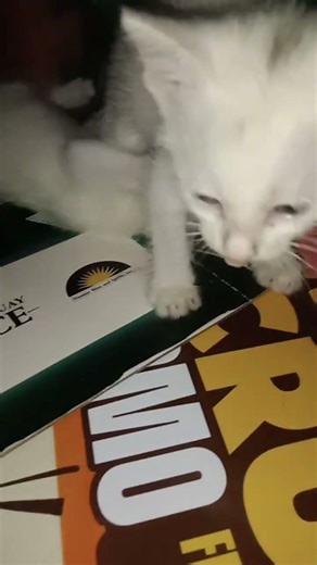 cute siblings kitten playing ♥️♥️