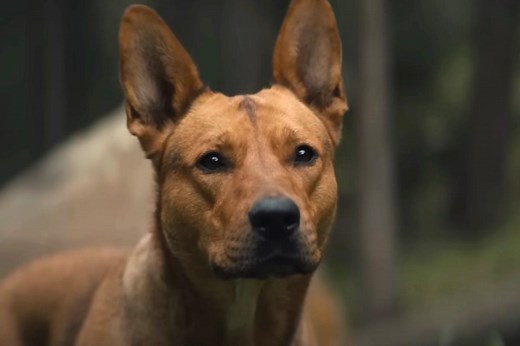 PSA: The Dog In ‘Prey’ Doesn’t Die