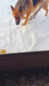 The next thing you know he’ll be taking the trash out 🥹 Good boy Luke ❤️ | Smiley