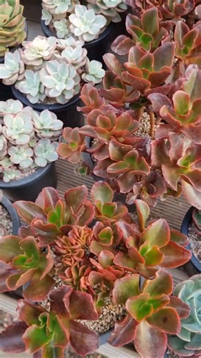 # 6.1.(월) 인사드립니다 # 숲속다육 #다육농원 #Edulis #Succulent #Tumbuhan sukulen #Tips For Succulent #시흥시 #숲 # 행복