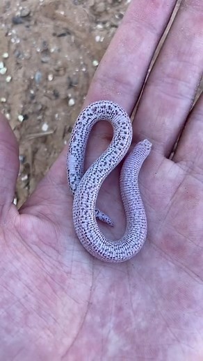 Discover Zarudny's Worm Lizard - Amazing Facts and Behavior