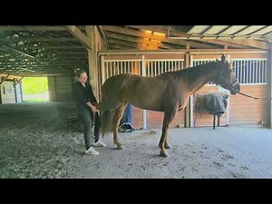 Stifle Stretch Demonstration! Learn how to ease stifle issues & improve performance. #horse