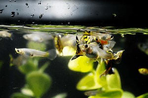 Why Are My Guppies Staying At The Top Of The Tank? – Pet Fish Online