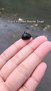 Cute Black Horned Nerite Snail. Algae eater for planted aquarium. #aquascapingnegros | Aquascaping Negros