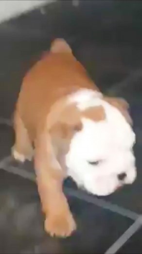 9.6K views · 466 reactions | Baby Pumpkin 勺 | Pumpkin & Lord Farquaad and memories of the Daddy Prince | Facebook