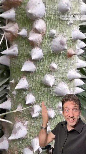 The Sandbox Tree is the most dangerous tree in the world