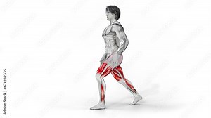 Split Squats-3D (126)- Anatomy of fitness and bodybuilding with distinct active muscles- 150 frame Animation + 150 frame Alpha Matte