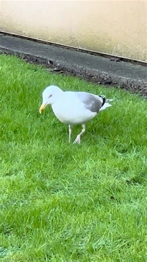 What Is This Bird Doing? #birds #bird #birdwatching #nature #seagull #drummer #worms #totnes #uk