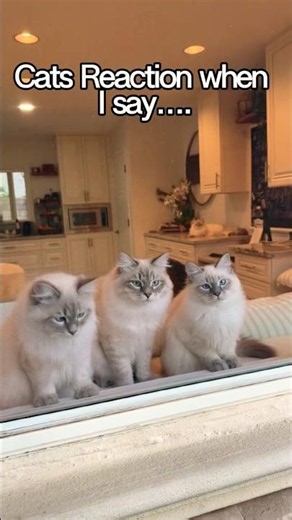 Saying this one word was a mistake 🤦‍♀️ #comedy #relatable #cat