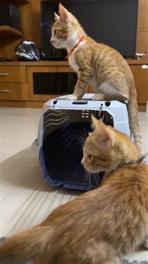 Zepto ki panni hi thik thi 😭 #orangecat #cat #pets