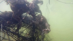 Underwater footage of Common toad (Bufo bufo) haveing a love. Spawning of European toad underwater with eggs. Swimming frogs in pond habitat.