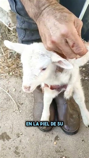 Esto parece cruel… hasta que entiendes por qué lo hacen 😱🐑 #shorts
