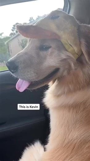 Kevin hopes you continue to follow his adventures on Instagram #goldenretriever #memories #MiPan #dogvideo | NamedKevin