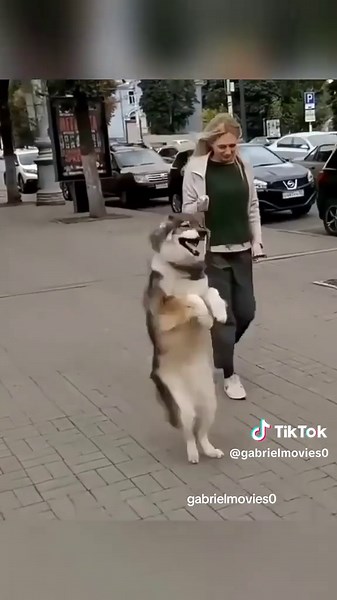 Adorable Dog Faces That Will Make You Smile