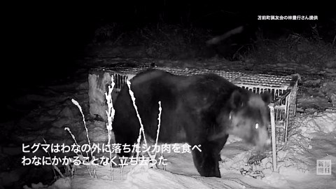 北海道苫前町に出没した体重400キロのヒグマ ハンターが動画撮影
