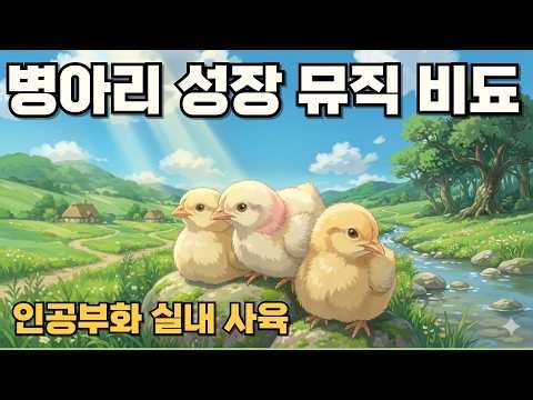 구엄닭 병아리 탄생부터 45일까지의 성장과정 뮤직비디오