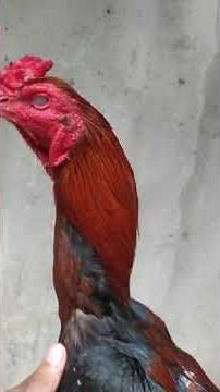 Ciri ayam bangkok juara | Ayam bangkok pukul mematikan