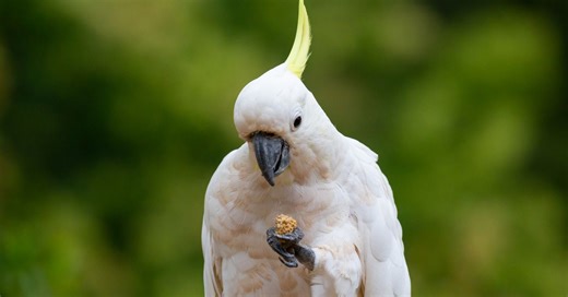 Experts' verdict on whether it's OK to feed wild cockatoos