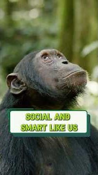 Chimpanzee Intelligence: Social and Smart Like Us! 🐒