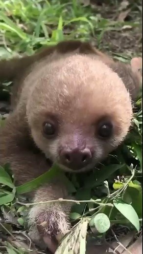 Baby Sloth Sounds For Children Kids | Animal Sounds | Sons Do Bicho-Preguiça Para Crianças #shorts