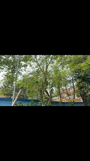 85K views · 1.3K reactions | Drumsticks||Moringa tree||Heath benefits | Pusparani Dietician | Facebook