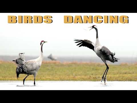 Birds dancing in spring - COMMON CRANE