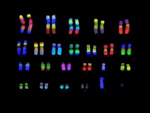 DNA - Genes - the units of inheritance (1/10)