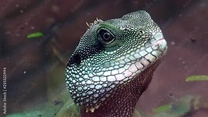 The Chinese water dragon (Physignathus cocincinus) portrait inside vivarium at zoo, close up. Head of the reptile with detail of skin.