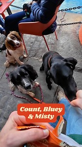 "When I first met her she had no hair and I could feel her bones" 🥺🐾 | My Best Friend