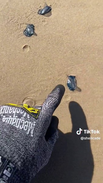 Identify These Mysterious Sea Creatures on the Beach