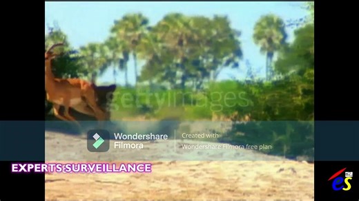 LION ATTACKS HUMAN AND ANIMAL