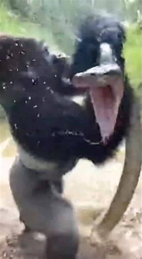 Gorilla WRESTLES River Monster! 🦍🐍🌊 (AI Video)