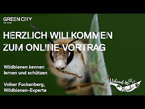 Wildbienen kennen lernen und schützen