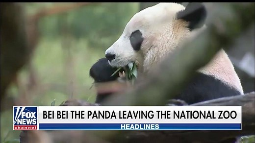 16K views · 438 reactions | Say, “bye, bye,” to Bei Bei! The giant panda on loan from the Chinese government is leaving the United States on a private jet bound for China | Fox & Friends | Facebook