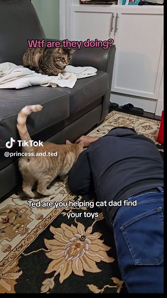 Ted is helpful when he wants his toys! Princess looks on, like wtf?? #humor #funny #tabbycat #tabby #ted #help #toys #tiktok #fyp #foryou
