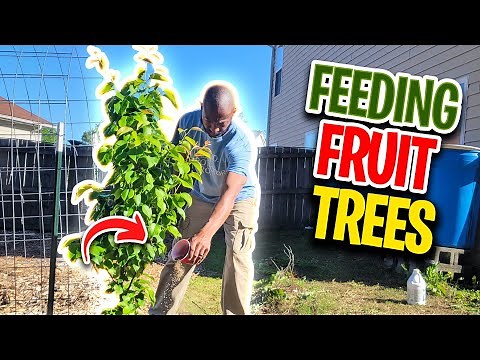 When and How to fertilize Fruit Trees?