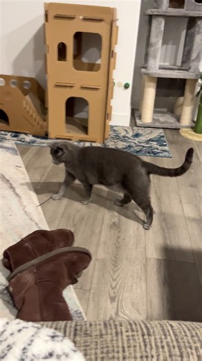 144K views · 1.9K reactions | Baby shows us her football skills  | Baby and Blue | Facebook