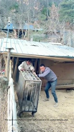 How to Move a Pig with a Cage | Farm Transport Trick