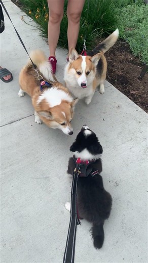 When corgi meets corgis