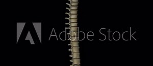 Animation of vertebral column, backbone or spine, with sacrum and coxis bone. of a skeleton of a human body gyrating on black background in 4K format