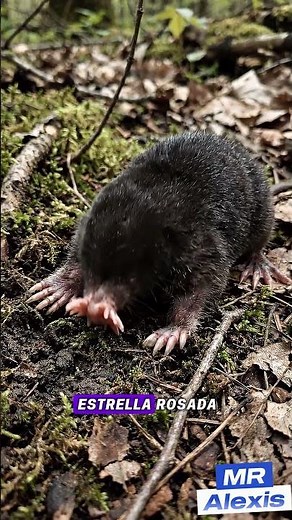 El Topo Nariz de Estrella: El Animal Más Extraño del Mundo ⭐