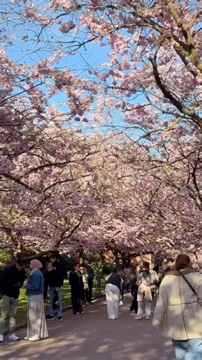 Cherry blossoms and the start of spring 🌸 #spring #cherryblossom #vlog