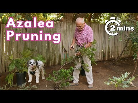 No More Leggy Azaleas! Simple Azalea Pruning Trick for Beautiful Results