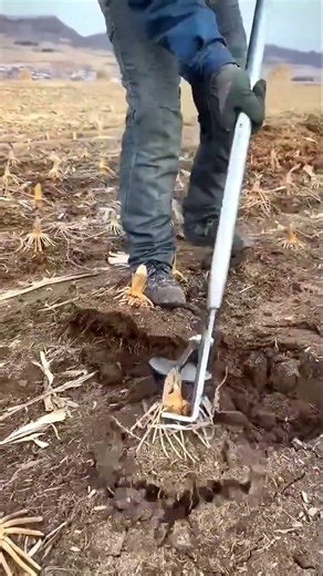 The Ultimate Tool for Stubborn Roots! 🚜💨