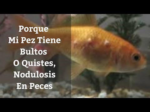 🔵 Why Does My Fish Have Lumps, Cysts, or Tumors on Its Body? Nodulosis in Fish (MB Aquariums)