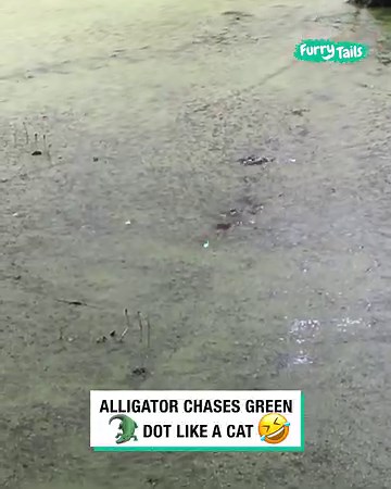 This gator must have been a cat in a previous life! 🐊😹 | Furry Tails